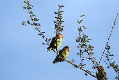Rosyfaced Lovebirds