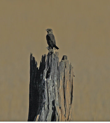 black flycatcher