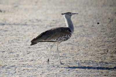 Koribustard