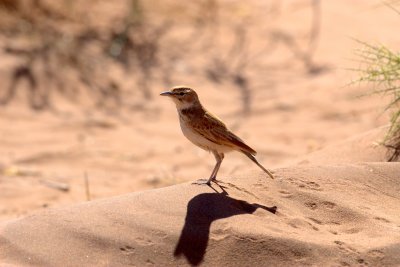 Dune Lark - Namib Desert