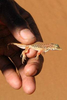 Namib desert lacertid, Aporosaura anchietae, with duckbilled snout.