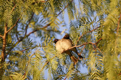 BIRDS of NAMIBIA :- Etosha, Sossusvlei, Namib Desert