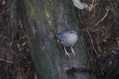 5W4K3348 american dipper