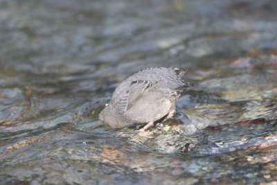 5W4K3370.american dipper