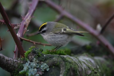 5W4K3317.golden crowned kinglet