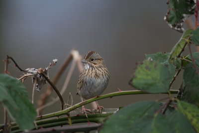 5W4K3282.golden crowned sparrow (juv)