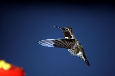 annas hummingbird