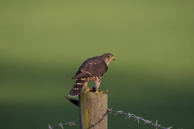 merlin and prey