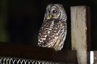 Barred owl half turn