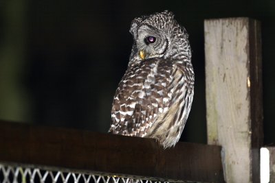  Barred owl best manual focus-1.JPG