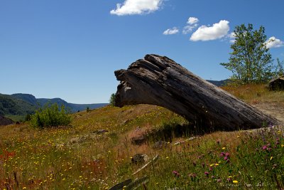 IMG_8226.jpg