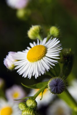 IMG_8567.jpg