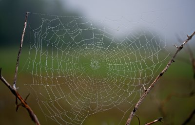 IMG_6207_crop2.jpg