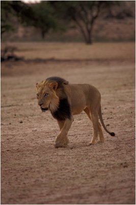 kgalagadi20100124.jpg