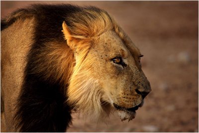  kgalagadi20100125.jpg
