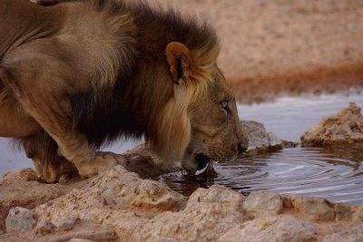  kgalagadi20100126.jpg