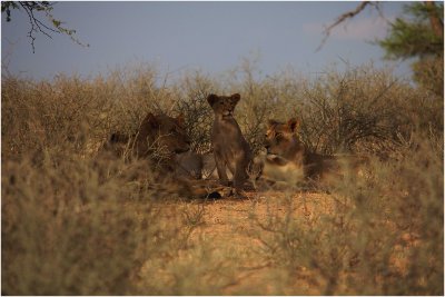  kgalagadi20100128.jpg