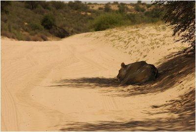  kgalagadi20100129.jpg