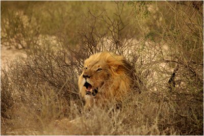  kgalagadi20100130.jpg