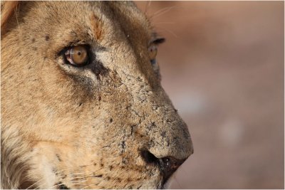  kgalagadi20100134.jpg