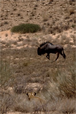  kgalagadi20100136.jpg