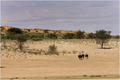  kgalagadi20100137.jpg