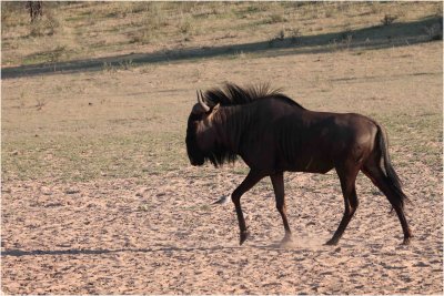  kgalagadi20100139.jpg