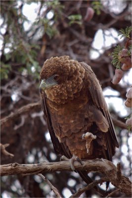 Kgalagadi 2010 - December