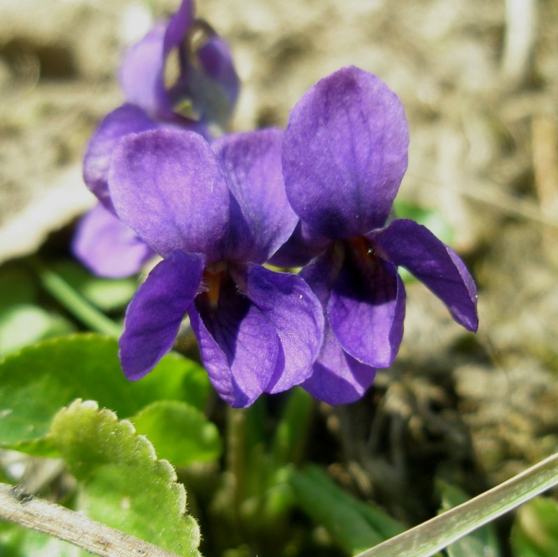 Violette odorante