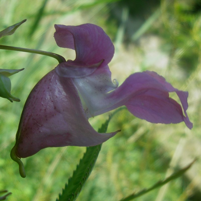 Impatiente glanduleuse