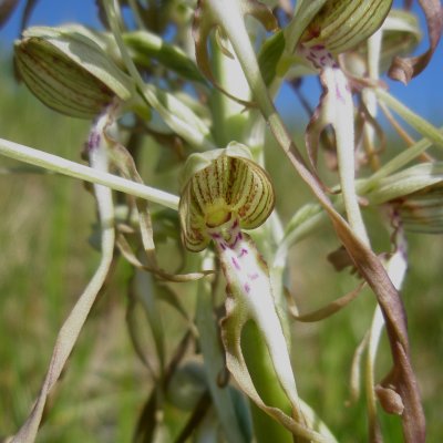 Himantoglossum hircinum