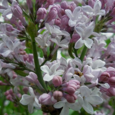 Lilas