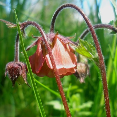 Geum rivale