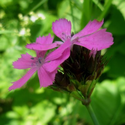 Dianthus carthusianorum