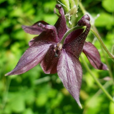 Aquilegia atrata