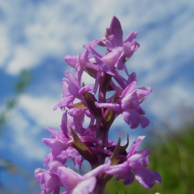 Gymnadenia odoratissima*