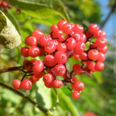 Sorbus aucuparia