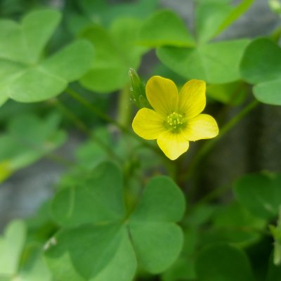 Oxalis des fontaines