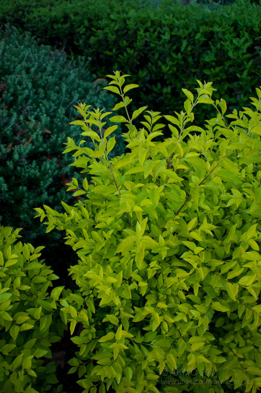 110313_073040_3134265 Three Colours : Green (Sun 13 Mar)