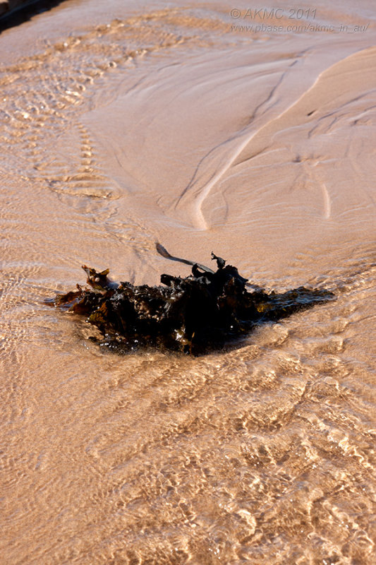 17740 Water, Waves And (Sea)Weed