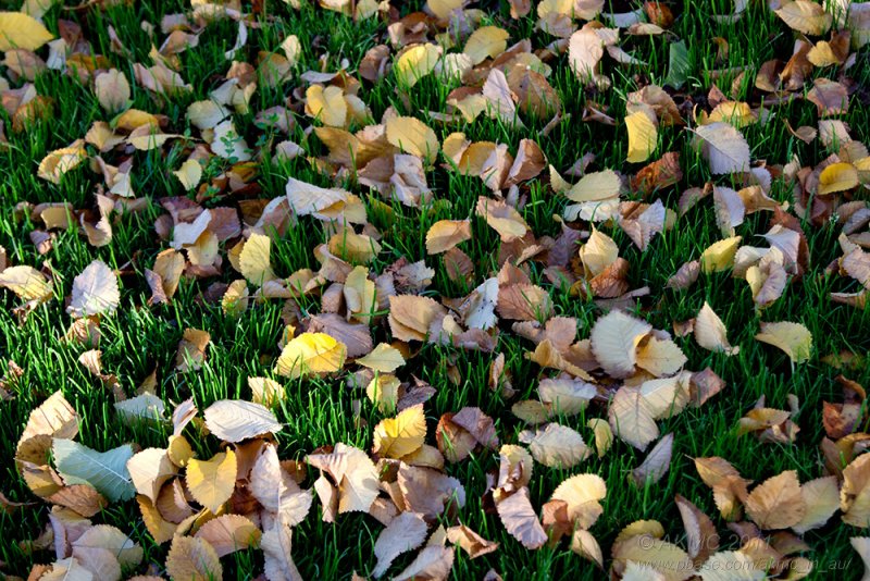 18138 09:16 Day 2 - The Colours Of Autumn I