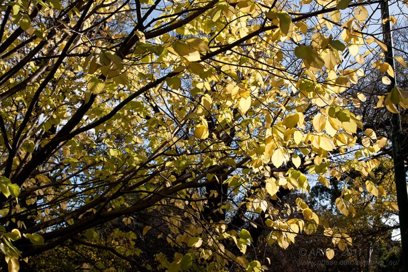 18177 09:36 Day 2 - Melburnian Autumn Leaves I