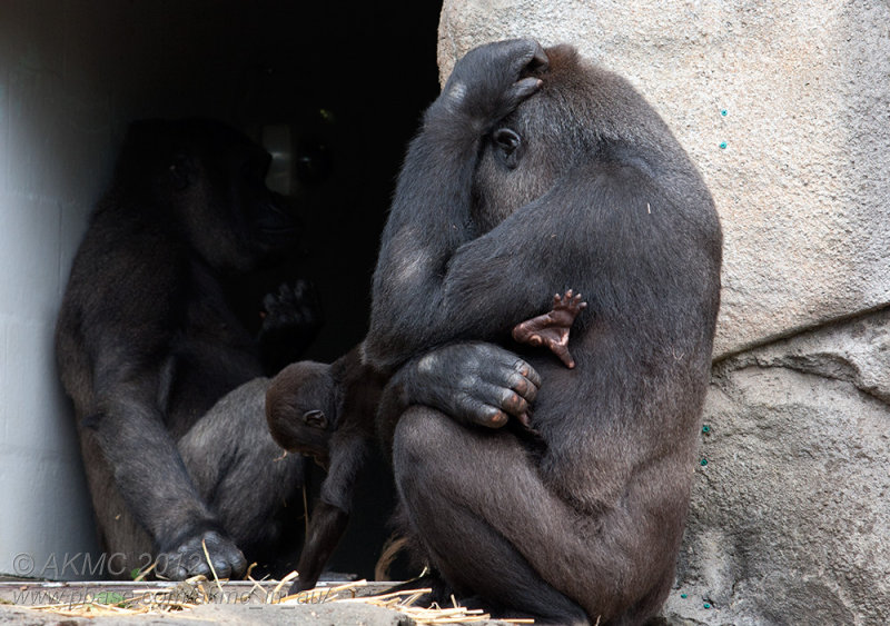 120114_110010_20575 Maternal Instinct