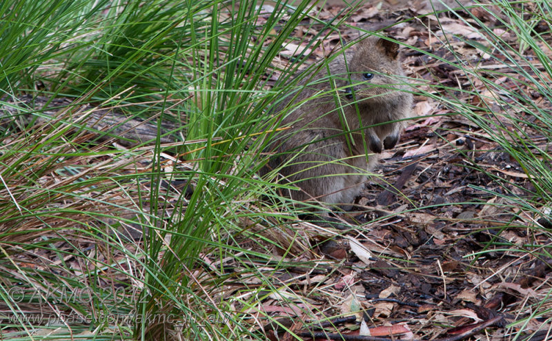 120114_100555_20415 Quokka Concealment
