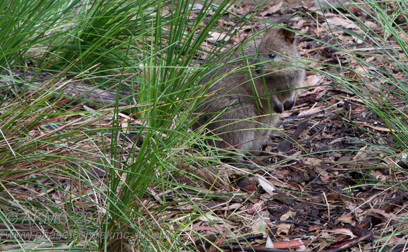 120114_100555_20415 Quokka Concealment