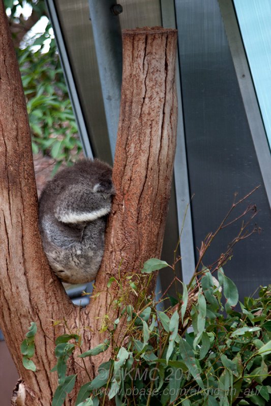 120114_101506_20455 Koala Nap Time