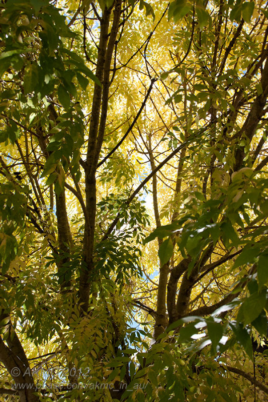 22039 Turning To Gold