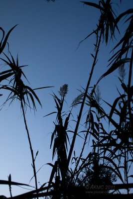 110414_061124_4144467 Stalks In The Morning (Thu 14 Apr)