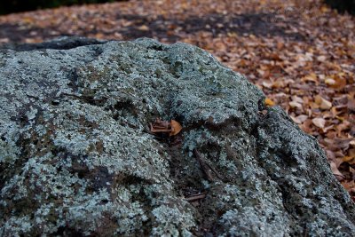 18148 09:21 Day 2 - Lichen Rocks