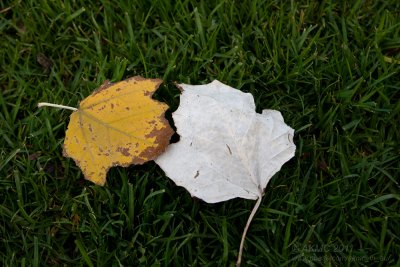 18194 09:43 Day 2 - Melburnian Autumn Leaves III